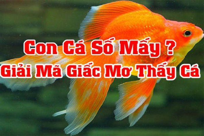 Con cá số mấy? Mơ thấy cá đánh đề con gì chuẩn?